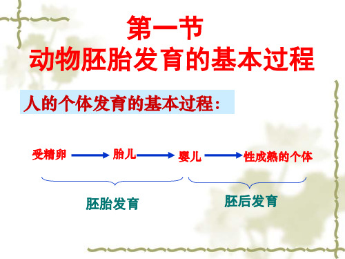 动物胚胎发育的基本过程(人教版和中图版)