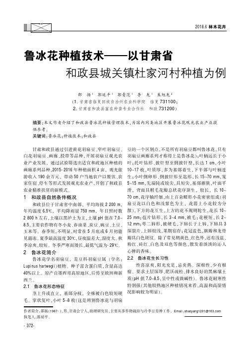 鲁冰花种植技术——以甘肃省和政县城关镇杜家河村种植为例