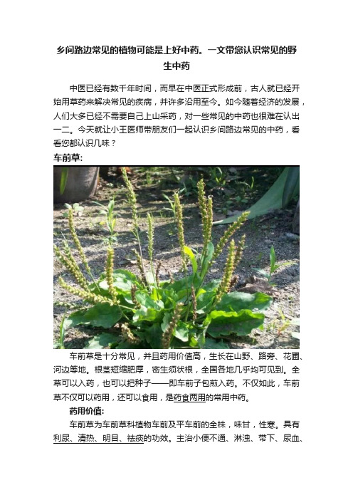 乡间路边常见的植物可能是上好中药。一文带您认识常见的野生中药