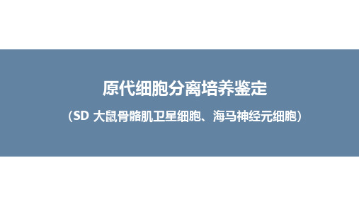 原代细胞分离培养鉴定4(SD 大鼠骨骼肌卫星细胞、海马神经元细胞)