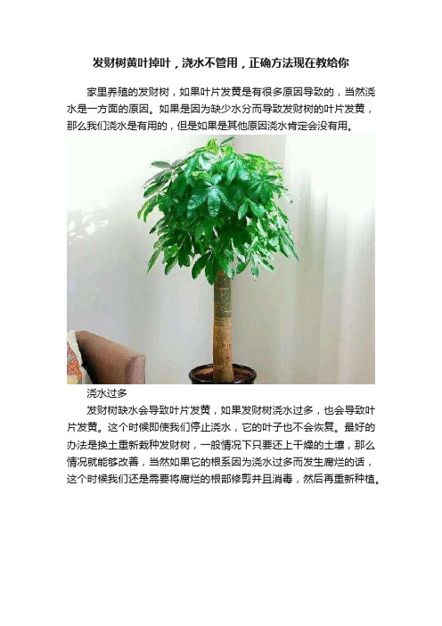 发财树黄叶掉叶，浇水不管用，正确方法现在教给你