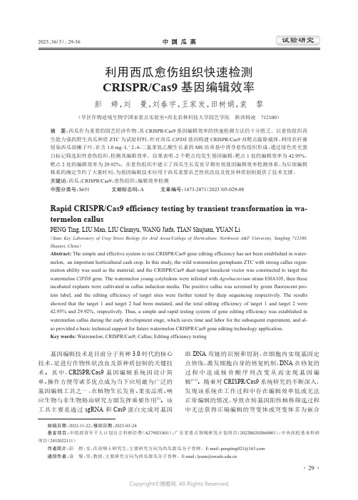 利用西瓜愈伤组织快速检测CRISPR