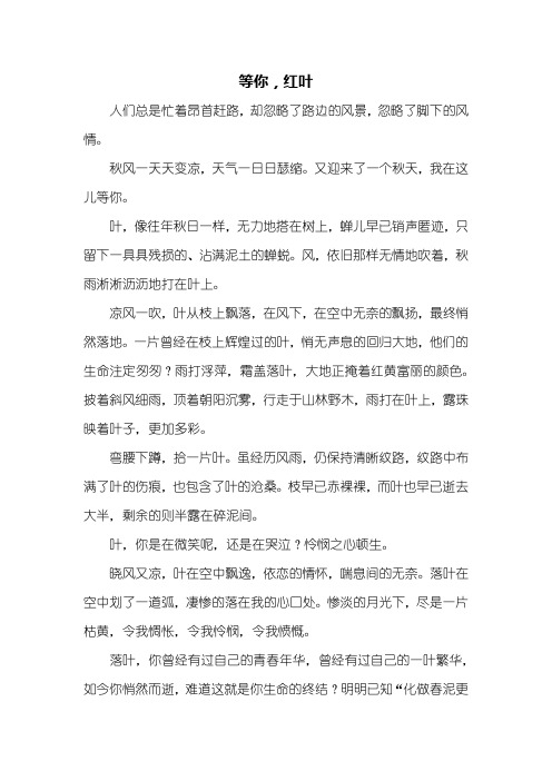 抒情作文:等你,红叶作文