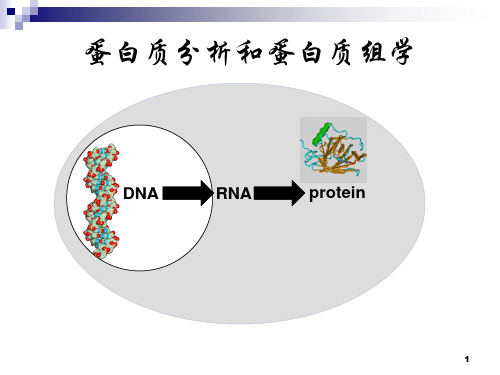 蛋白质分析和蛋白质组学ppt课件