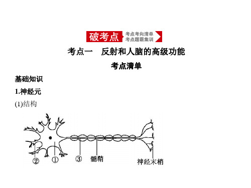 高中生物专题复习：人和高等动物的神经调节