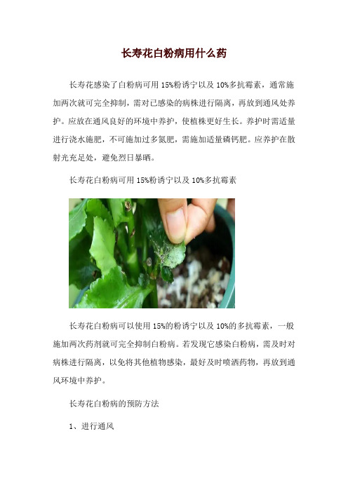 长寿花白粉病用什么药