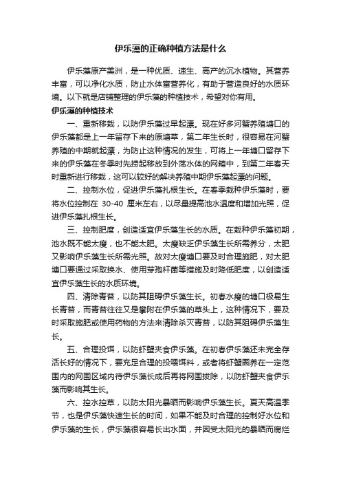 伊乐藻的正确种植方法是什么