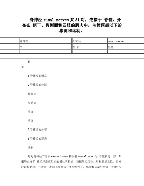 脊神经sumalnerves共31对