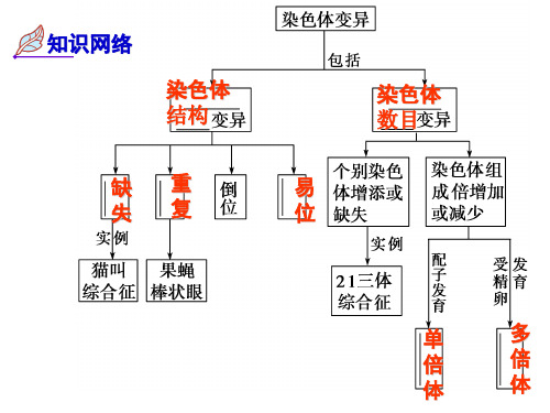 染色体变异一轮复习课件经典实用