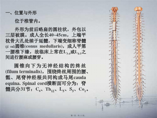 脑神经系统-脊髓