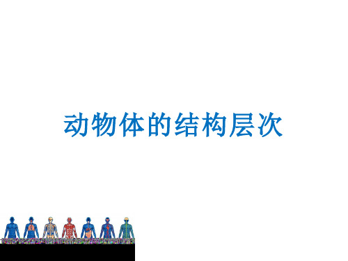 人教版七年级生物上册 第二单元第二章第二节 动物体的结构层次  课件(共26张PPT)