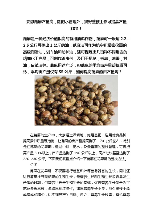 要想蓖麻产量高，除肥水管理外，搞好整枝工作可提高产量30%！