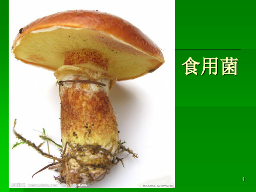 4食用菌ppt课件