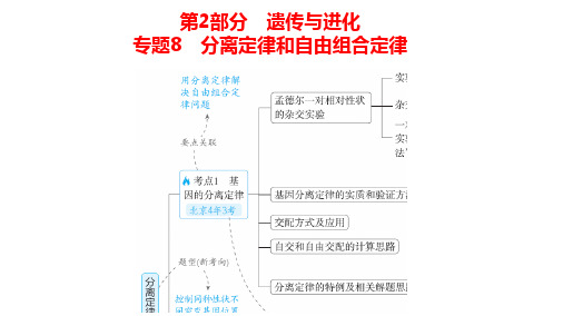 高中生物总复习讲解课件：专题8  分离定律和自由组合定律