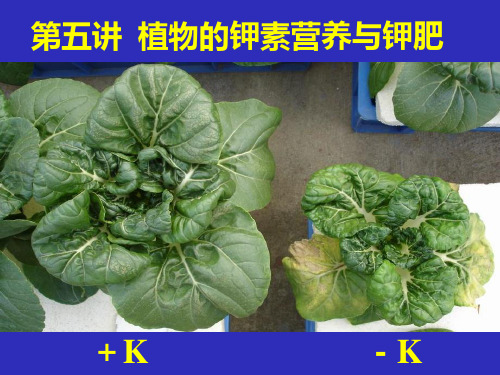 土壤学与植物营养-第五讲-植物的钾素营养与钾肥