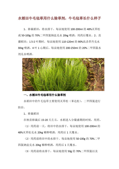 水稻田牛毛毡草用什么除草剂,牛毛毡草长什么样子