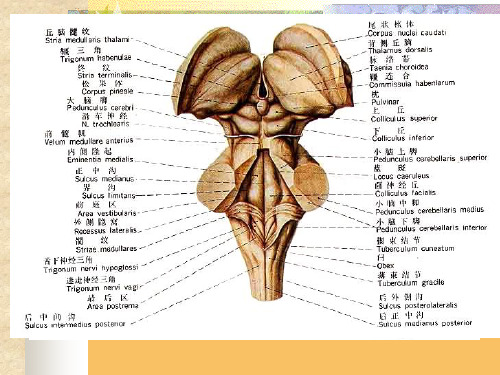 最新局部解剖学 脑干-PPT文档