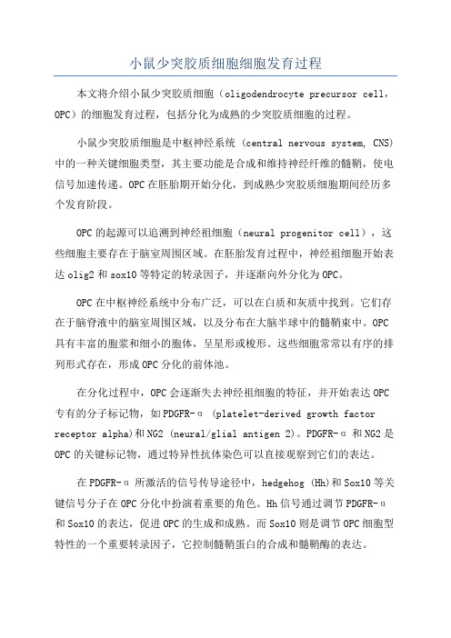 小鼠少突胶质细胞细胞发育过程