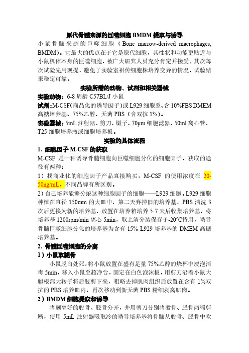 原代骨髓来源的巨噬细胞BMDM提取与诱导