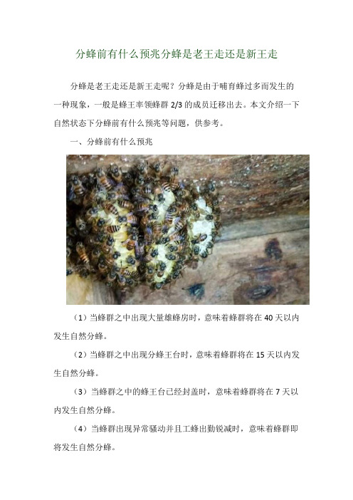 分蜂前有什么预兆 分蜂是老王走还是新王走