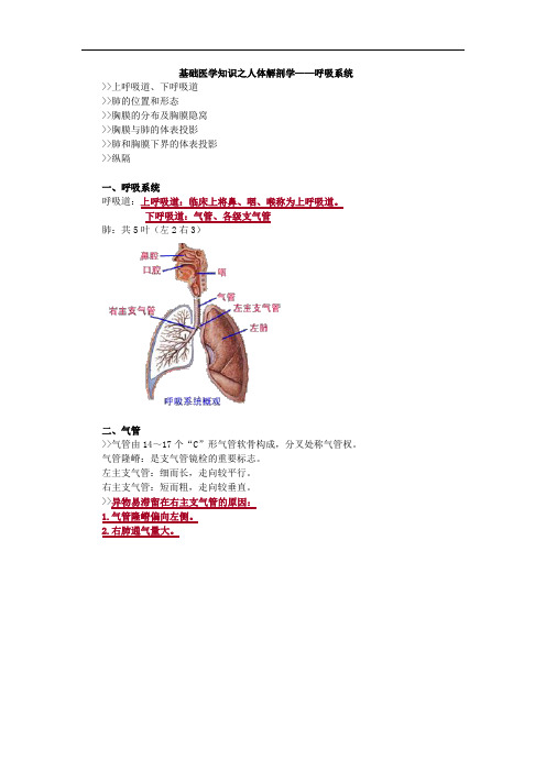 基础医学知识之人体解剖学——呼吸系统