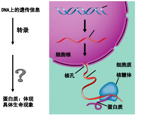 【高中生物】遗传信息的翻译ppt1