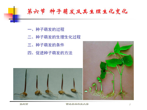 种子学 (第二章 2.6种子萌发)