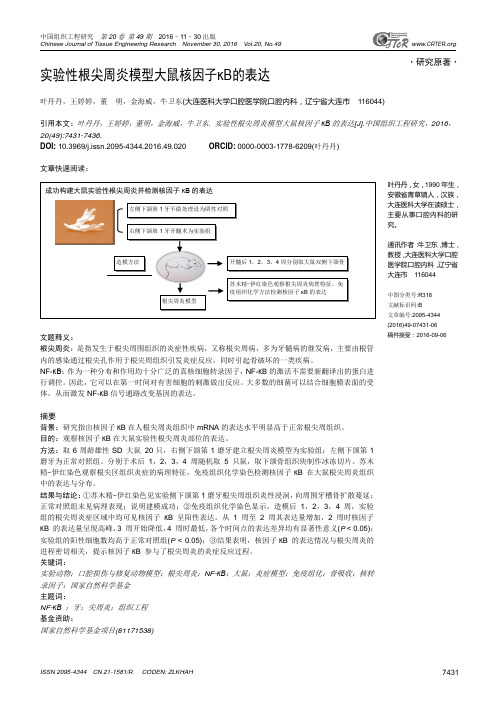 实验性根尖周炎模型大鼠核因子汇总