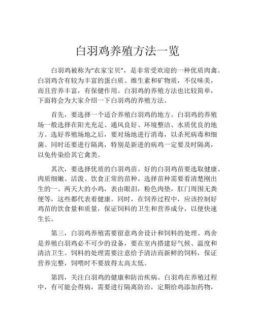 白羽鸡养殖方法一览