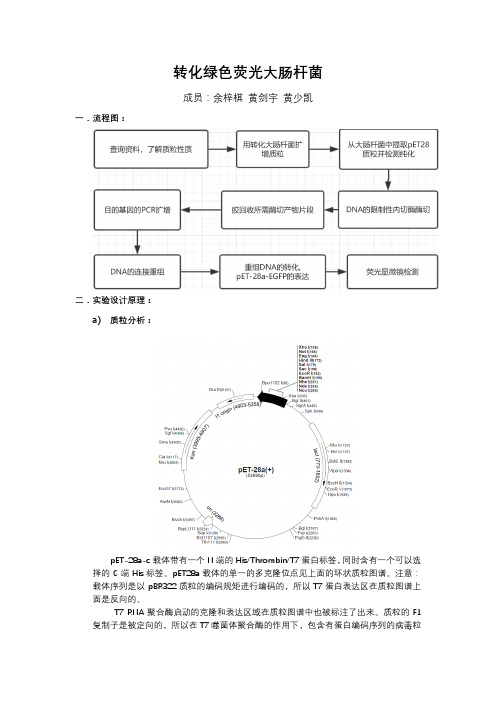 转化绿色荧光大肠杆菌(余梓棋、黄少凯、黄剑宇)