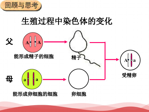 初中生物 基因的显性和隐性PPT课件