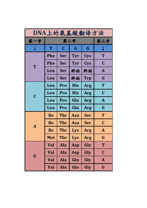 DNA上的氨基酸翻译方法