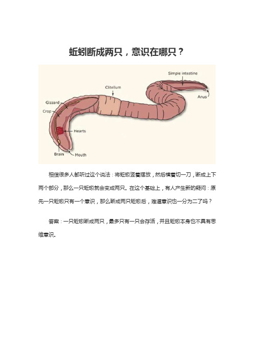 蚯蚓断成两只，意识在哪只？