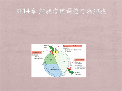 细胞增殖调控与癌细胞