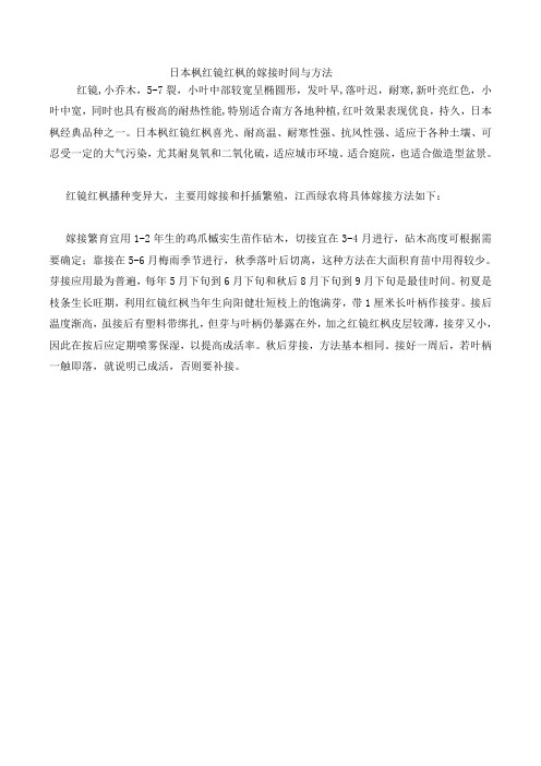 日本枫红镜红枫的嫁接时间与方法