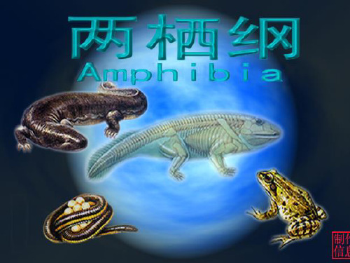 14两栖纲