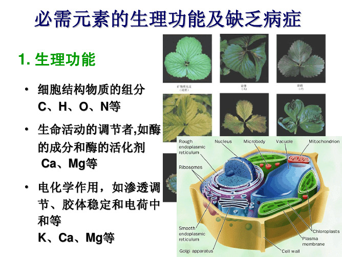 缺素症