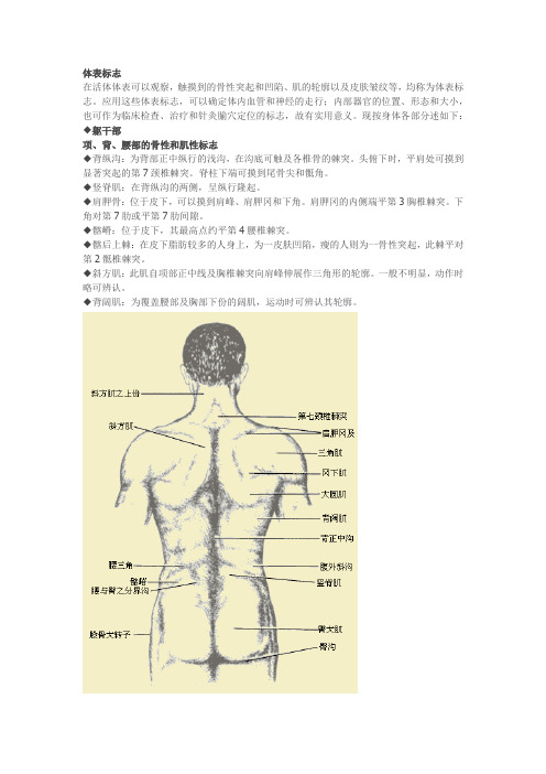 系解-体表骨性及肌性标志