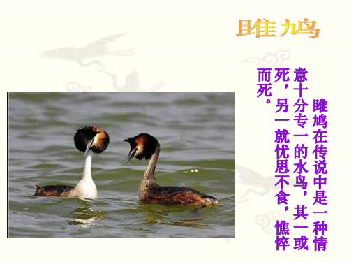 《诗经》.ppt