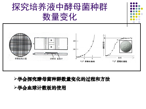 探究酵母菌种群数量变化实验