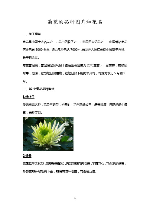 菊花的品种图片和花名