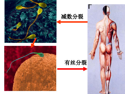 染色体和染色单体姐妹染色单体和非姐妹染色单体同源染色体PPT精选文档