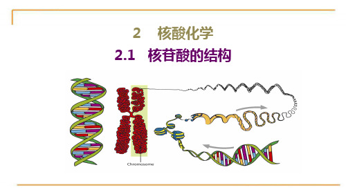 核苷酸的结构