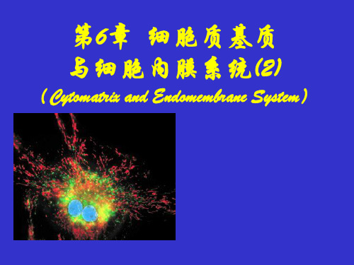 基础医学细胞生物学-细胞质基质与内膜系统