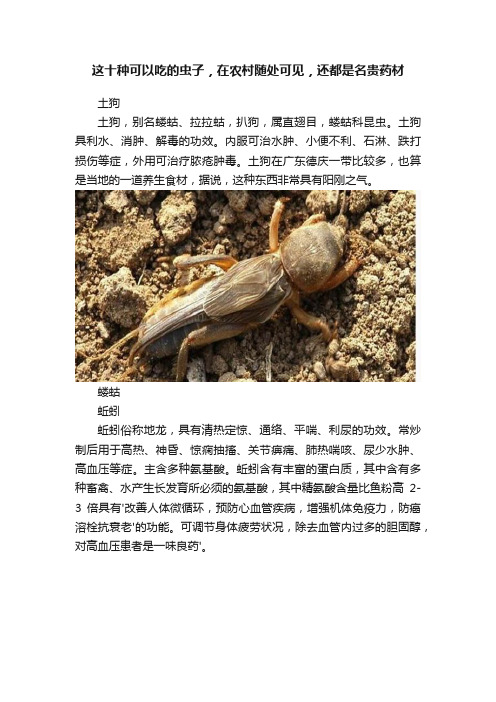 这十种可以吃的虫子，在农村随处可见，还都是名贵药材