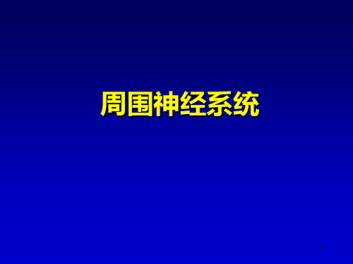 脊神经解剖PPT幻灯片课件