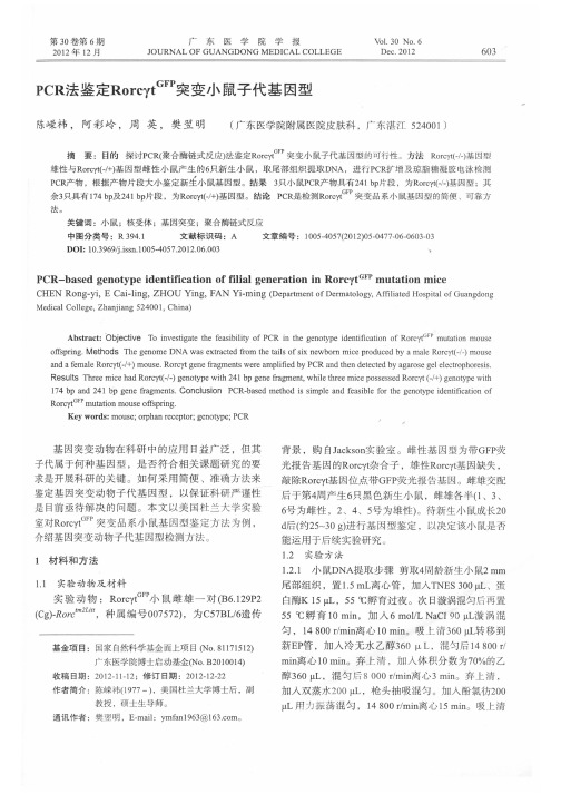 PCR法鉴定RorcγtGFP突变小鼠子代基因型