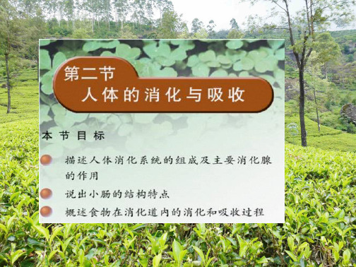 七年级生物下册 9.2 人体的消化与吸收课件