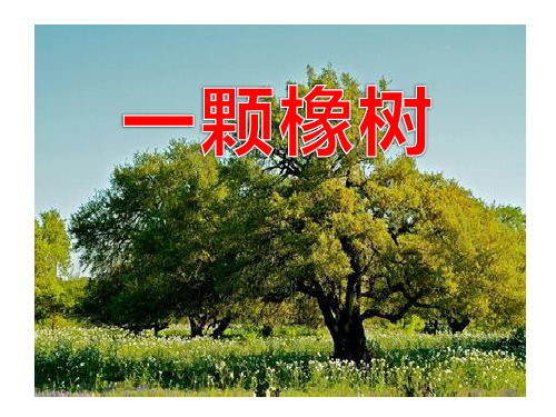 《一棵橡树》PPT课件 (共12张PPT)