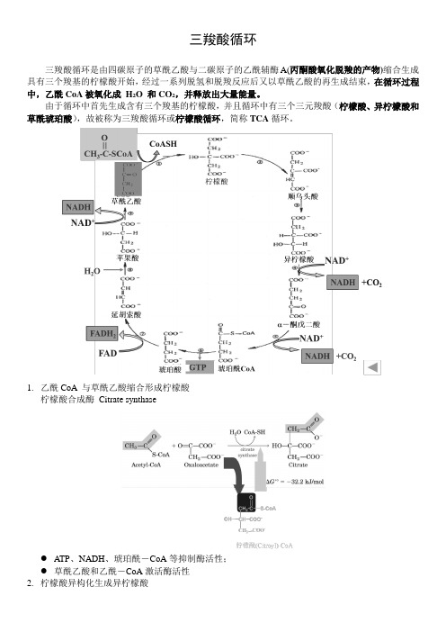 三羧酸循环